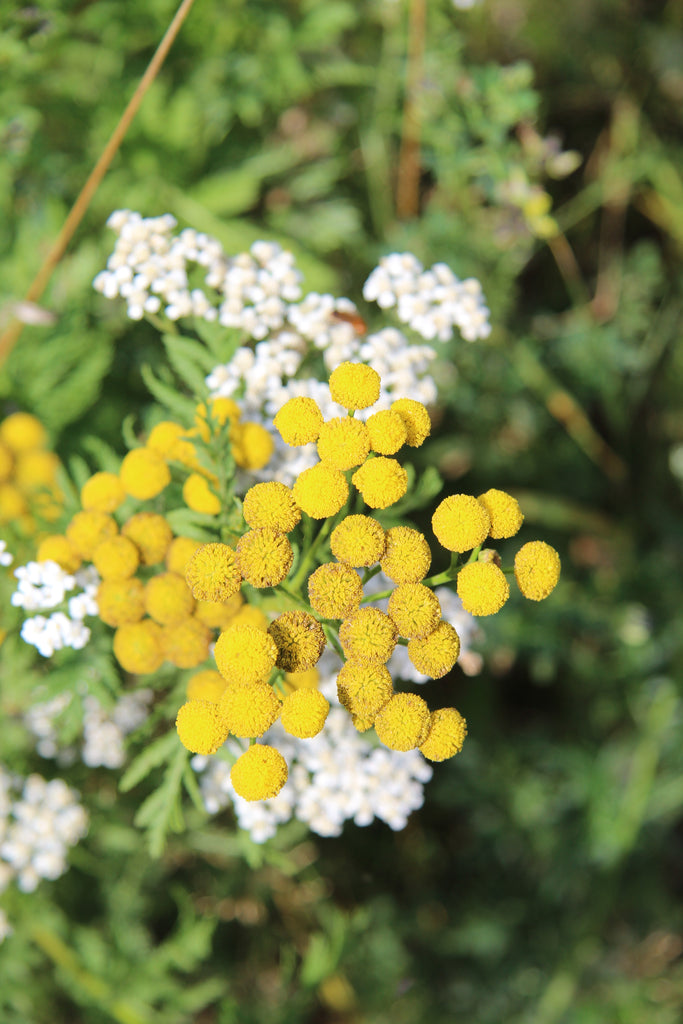 Essential Oil Spotlight - Blue Tansy